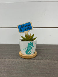 Assorted Coastal Inspired Succulent Planters - Sunshine & Sweet Pea's Coastal Decor