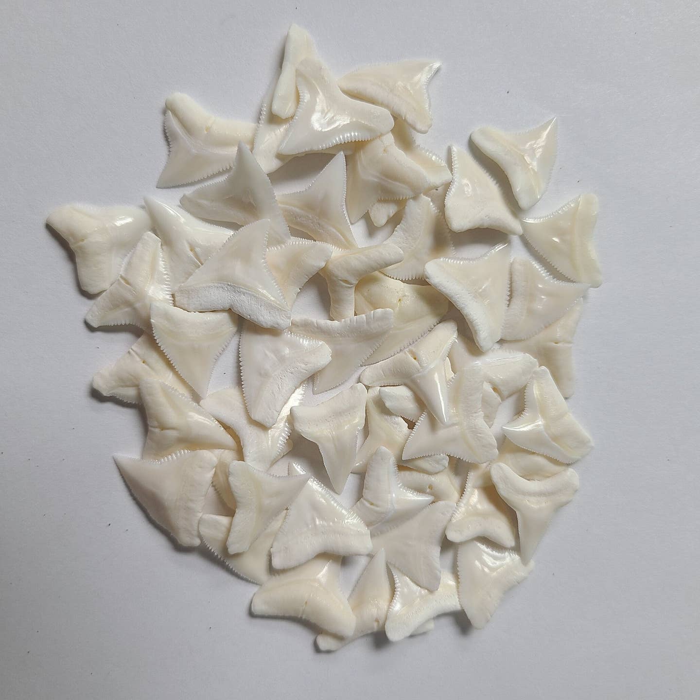 White Shark Teeth, Polished; Bag of 5