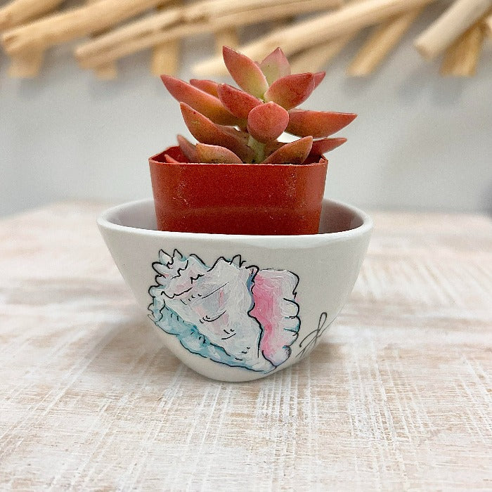 Conch Shell Assorted Succulent Planters - Sunshine & Sweet Pea's Coastal Decor