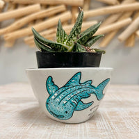 Whale Shark Assorted Succulent Planters - Sunshine & Sweet Pea's Coastal Decor