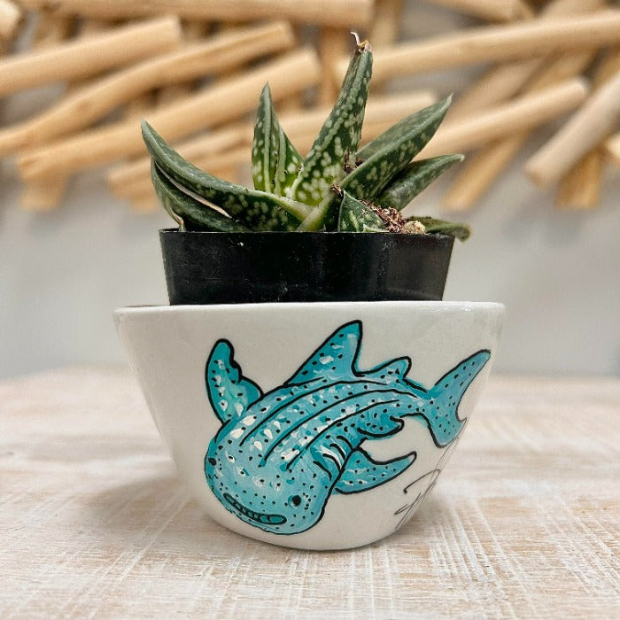 Whale Shark Assorted Succulent Planters - Sunshine & Sweet Pea's Coastal Decor