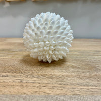 Coastal Shell  Decorative Sphere