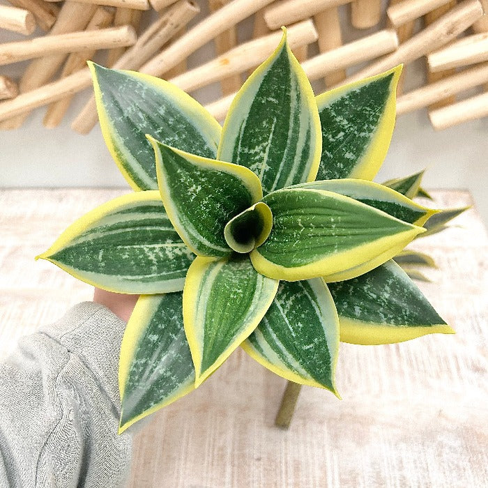 artificial snake plant stems Artificial Hahnii Stem – Sunshine & Sweet Pea's Coastal Décor