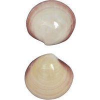 Assorted Medium to Large Individual Shells