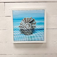 Assorted Welk Shell Prints
