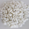 Bulk Seashell Assortment