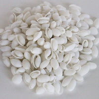 Bulk Seashell Assortment