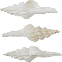 Extra Large Individual Shells