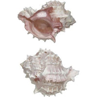 Assorted Medium to Large Individual Shells