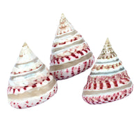 Assorted Medium to Large Individual Shells
