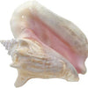 Conch Shell Sunshine & Sweet Peas Coastal Decor