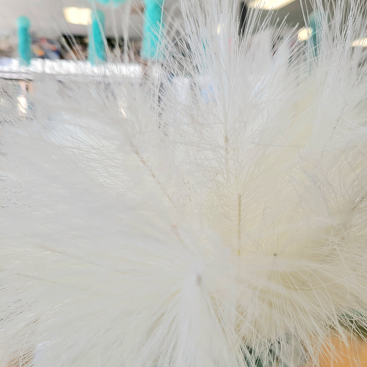 White Feather Pampas Grass