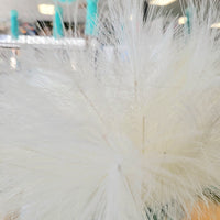 White Feather Pampas Grass