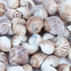 Bulk Seashell Assortment