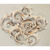 Assorted Medium to Large Individual Shells
