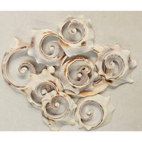 Assorted Medium to Large Individual Shells