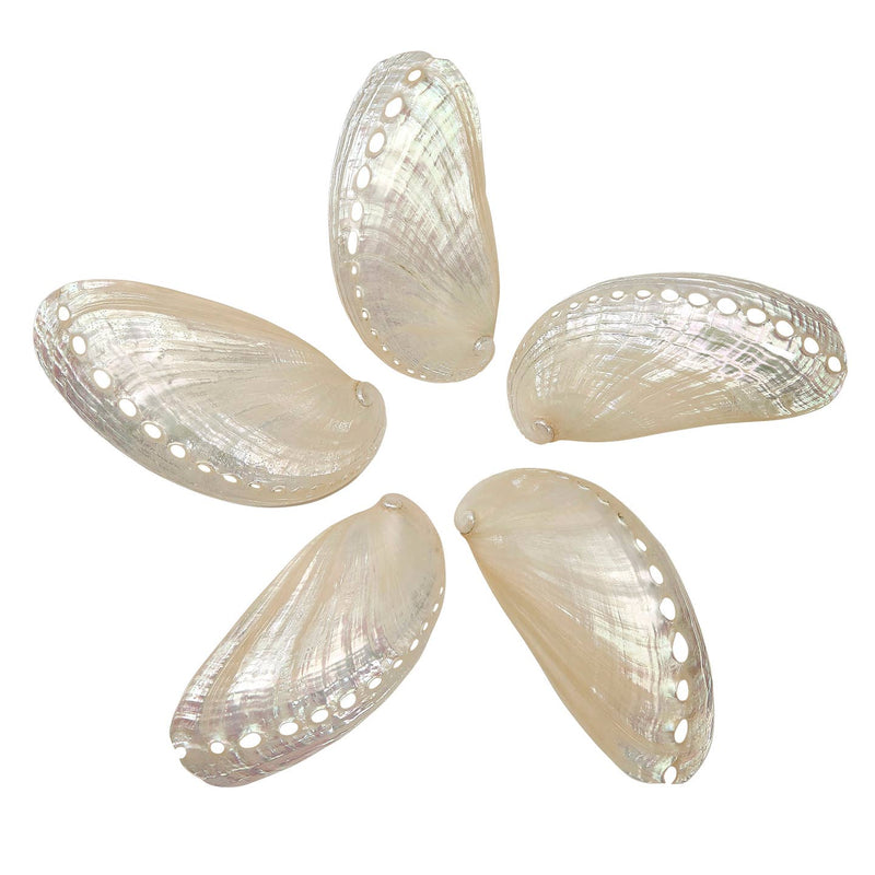 Assorted Medium to Large Individual Shells