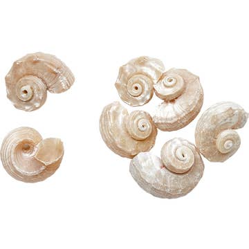 Assorted Medium to Large Individual Shells