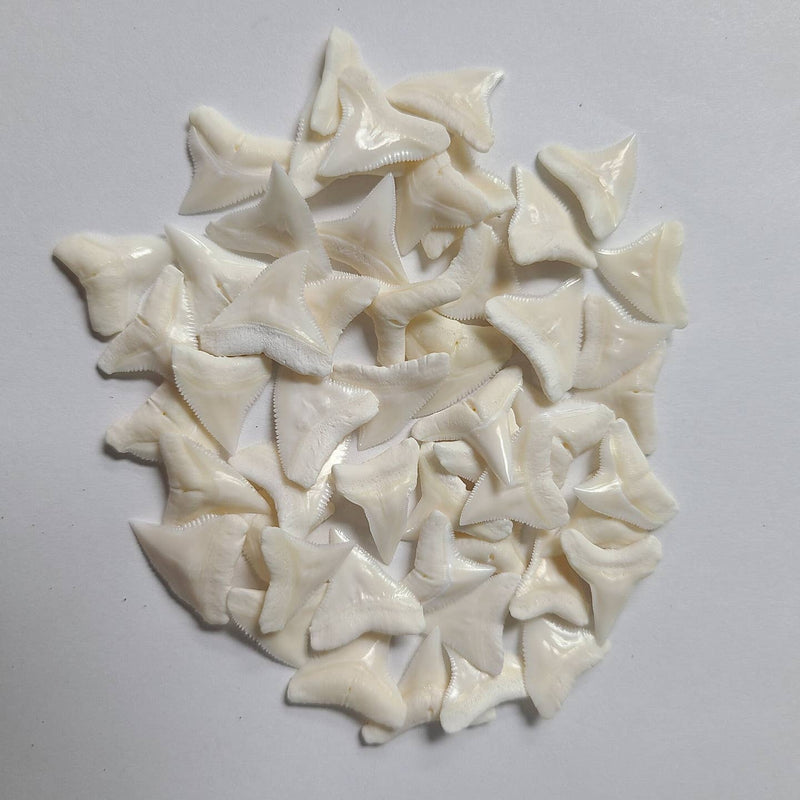 White Shark Teeth, Polished; Bag of 5