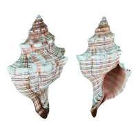 Extra Large Individual Shells