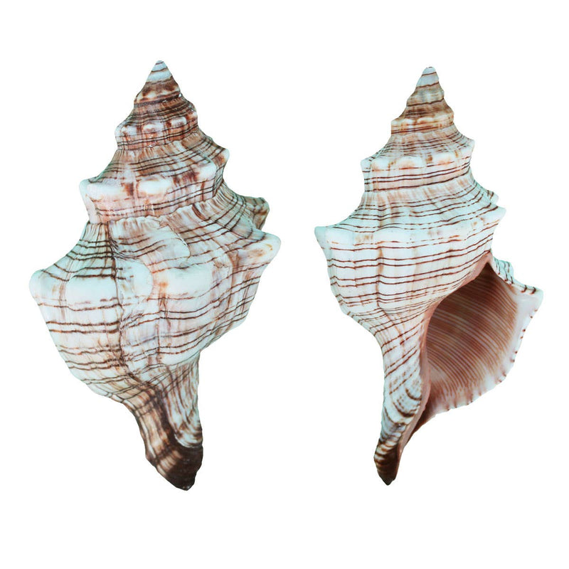 Extra Large Individual Shells