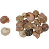 Bulk Seashell Assortment