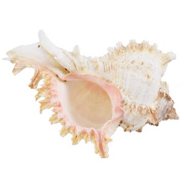 Murex Shell Sunshine & Sweet Peas Coastal Decor