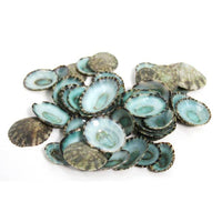 Assorted Medium to Large Individual Shells