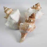 Assorted Medium to Large Individual Shells