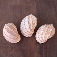 Assorted Medium to Large Individual Shells