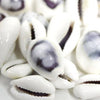 Assorted Medium to Large Individual Shells