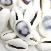 Assorted Medium to Large Individual Shells