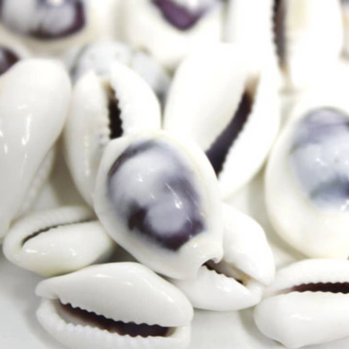 Assorted Medium to Large Individual Shells