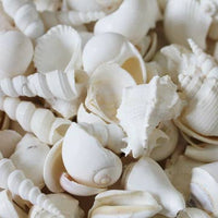 Bulk Seashell Assortment