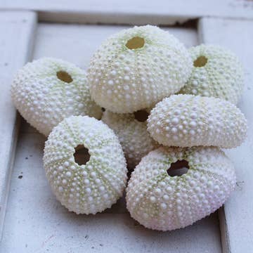 Assorted Dried Starfish, Sea Urchins, & Sand Dollars