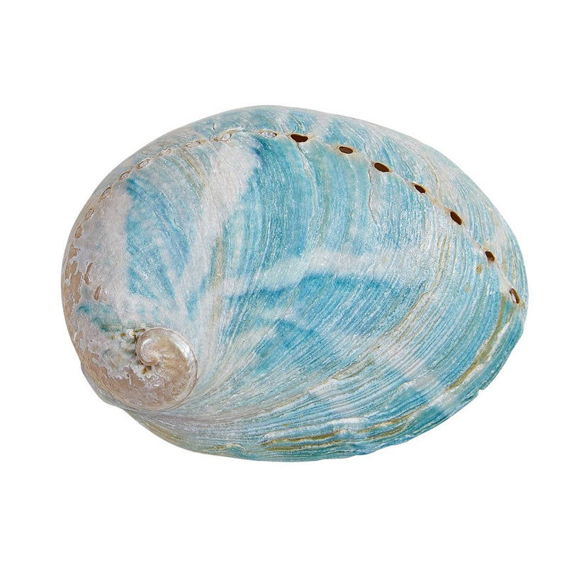 Assorted Medium to Large Individual Shells