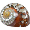 Assorted Medium to Large Individual Shells