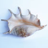 Spider Conch Shell Sunshine & Sweet Peas Coastal Decor