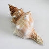 Assorted Medium to Large Individual Shells