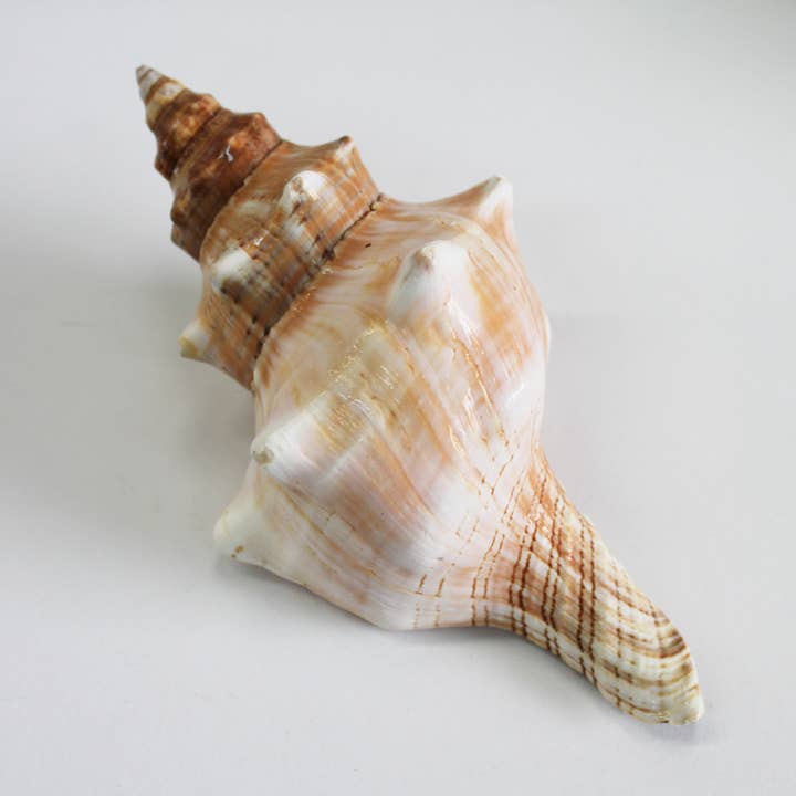 Assorted Medium to Large Individual Shells