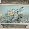 Turtle In Coral Underwater Framed Print