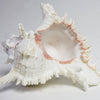 Extra Large Individual Shells