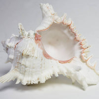 Extra Large Individual Shells