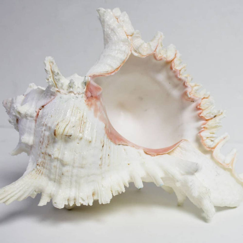 Extra Large Individual Shells