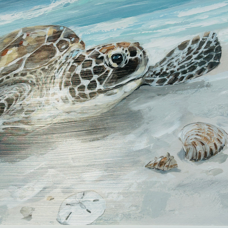 Solo Turtle on Shore Framed Print