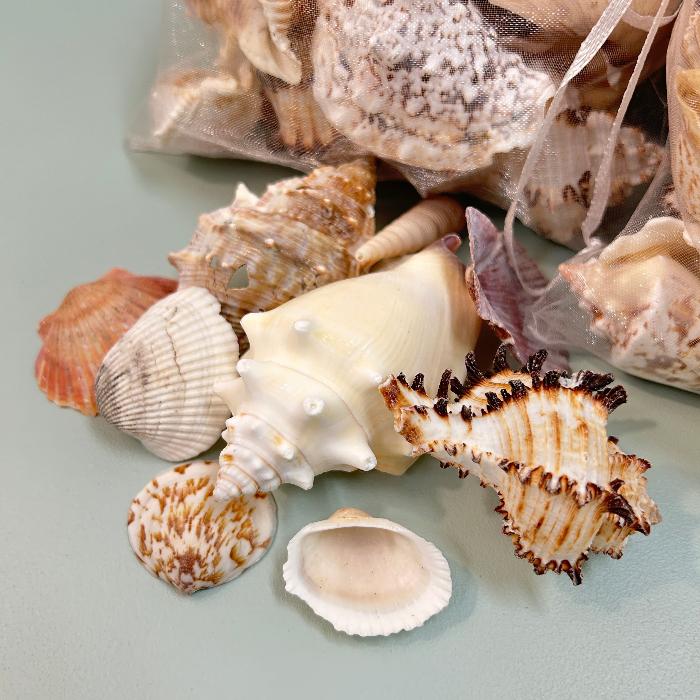 Assorted Seashell Mix 1lb Bag Sunshine & Sweet Peas Coastal Decor