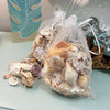 Assorted Seashell Mix 1lb Bag Sunshine & Sweet Peas Coastal Decor