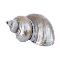Assorted Medium to Large Individual Shells