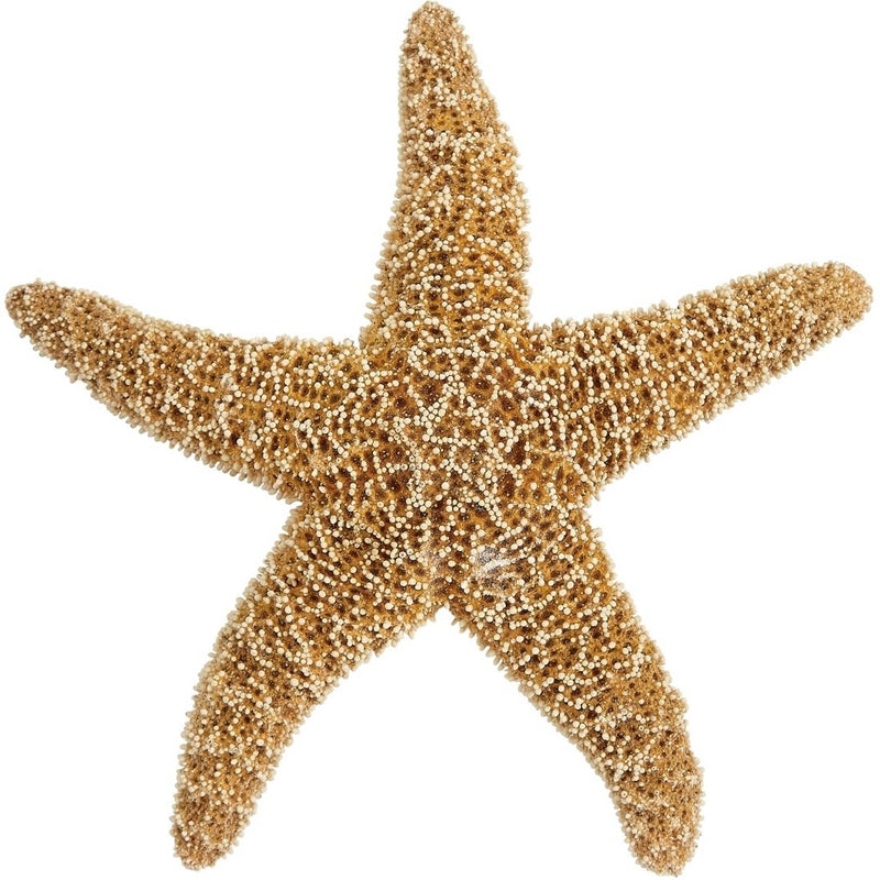 Assorted Dried Starfish, Sea Urchins, & Sand Dollars