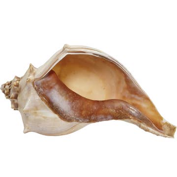 Whelk Shell Sunshine & Sweet Peas Coastal Decor